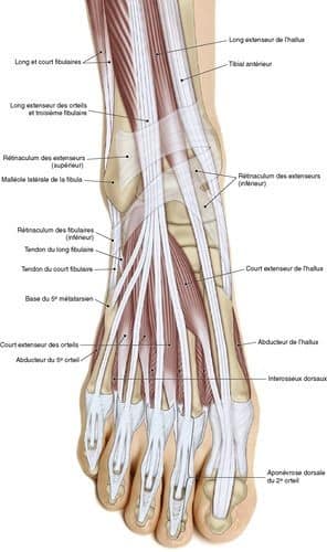 М'язові системи muscular-system79.jpg