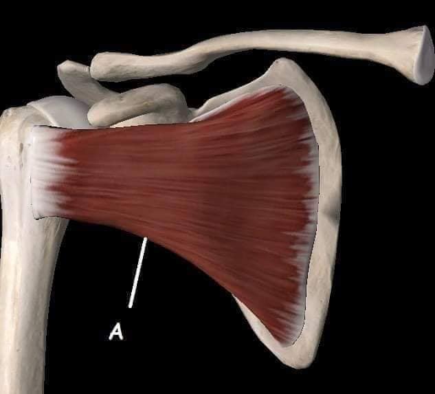 М'язові системи muscular-system8.jpg