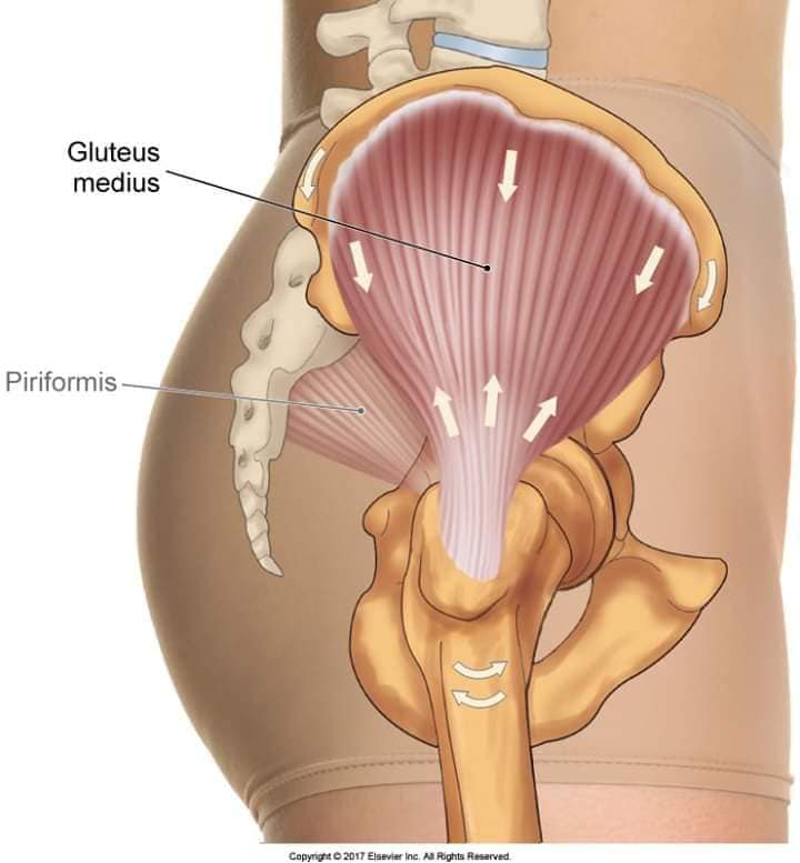 М'язові системи muscular-system80.jpg