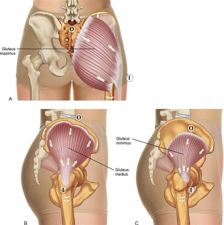 М'язові системи muscular-system81.jpg