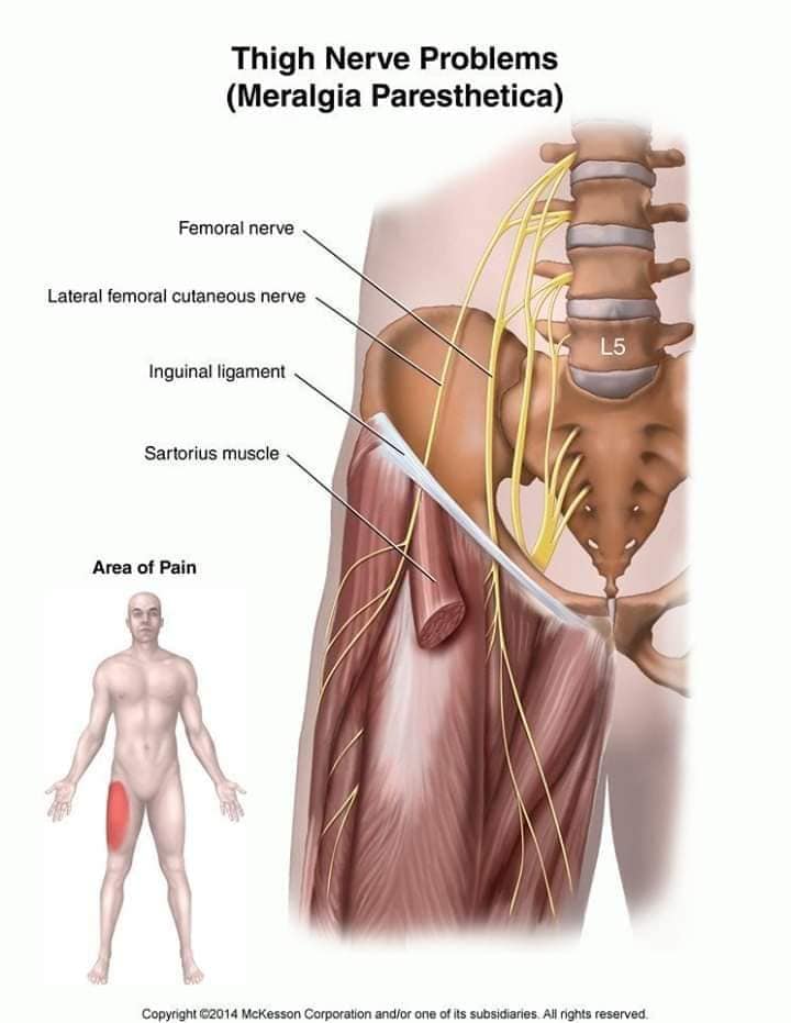 М'язові системи muscular-system82.jpg