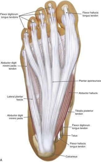 М'язові системи muscular-system83.jpg