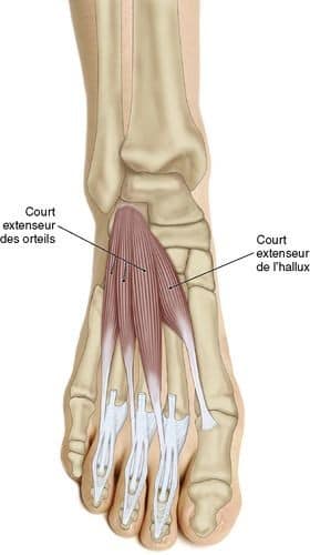 М'язові системи muscular-system84.jpg