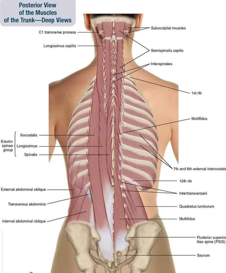 М'язові системи muscular-system85.jpg