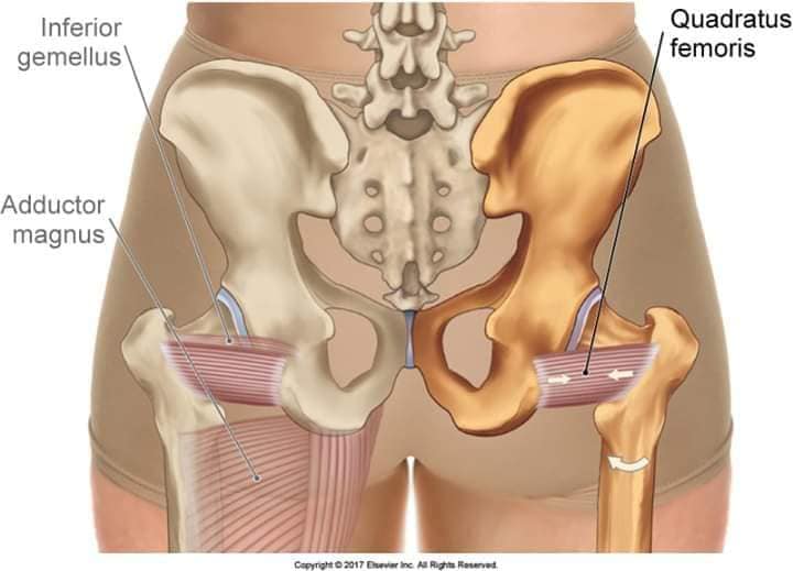 М'язові системи muscular-system87.jpg