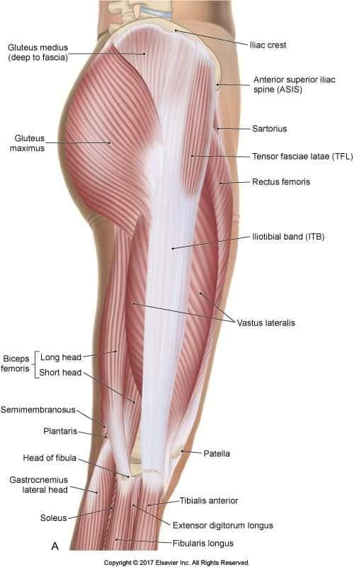 М'язові системи muscular-system88.jpg