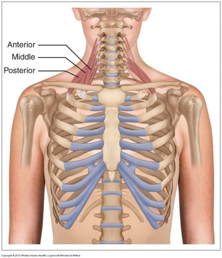 М'язові системи muscular-system89.jpg