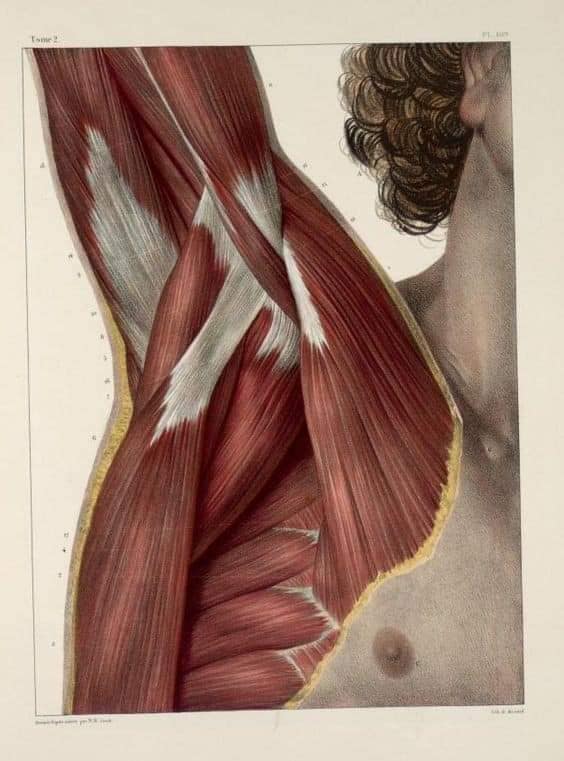 М'язові системи muscular-system9.jpg