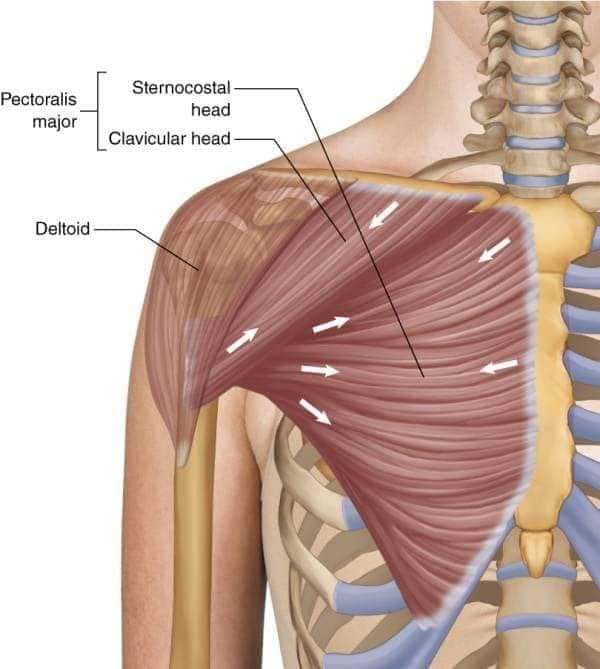 М'язові системи muscular-system90.jpg