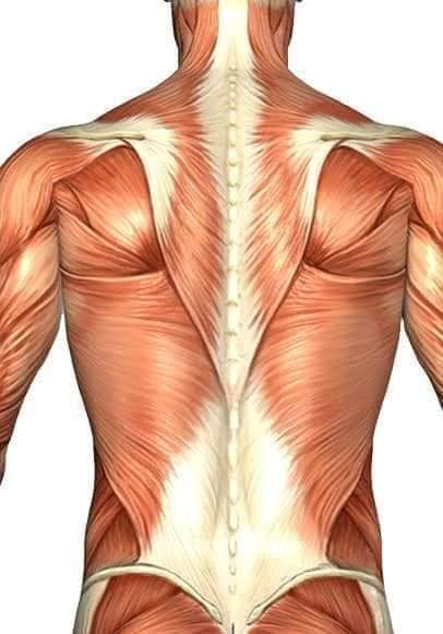 М'язові системи muscular-system91.jpg