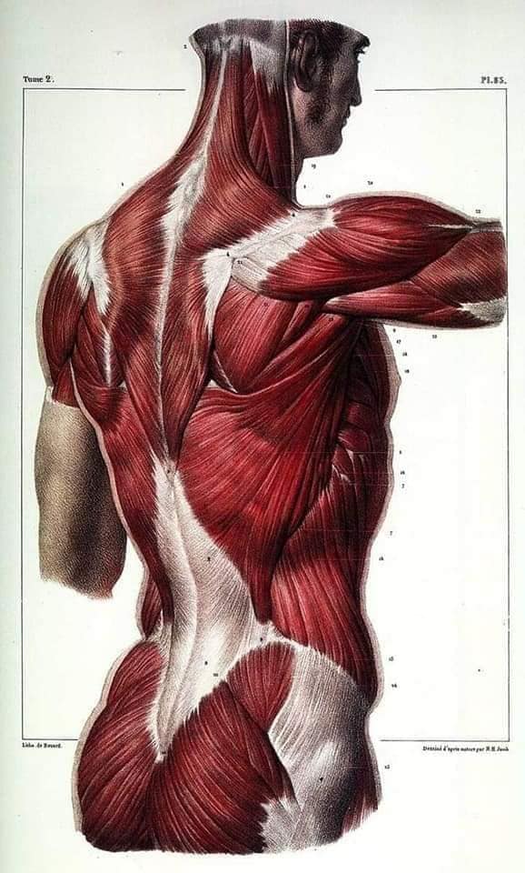 М'язові системи muscular-system92.jpg