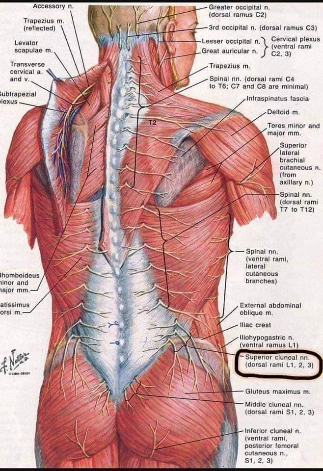 М'язові системи muscular-system93.jpg
