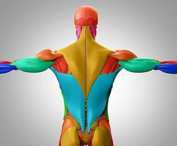М'язові системи muscular-system94.jpg