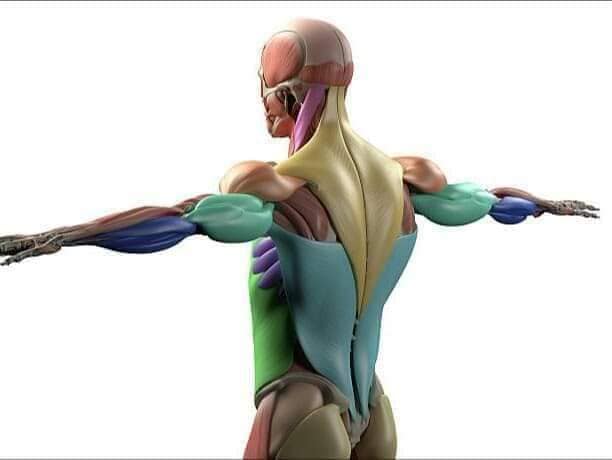 М'язові системи muscular-system95.jpg