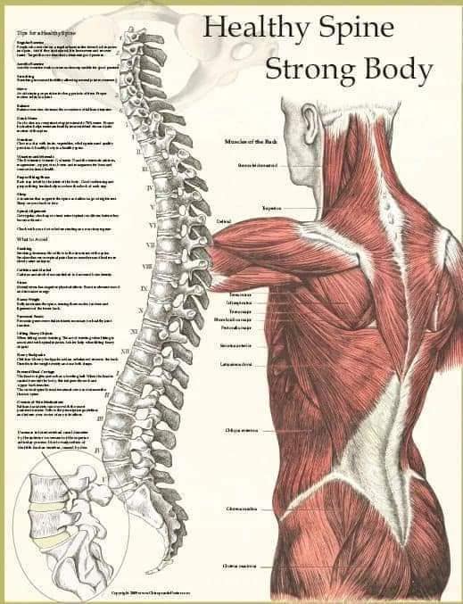 М'язові системи muscular-system97.jpg