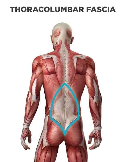 М'язові системи muscular-system98.jpg