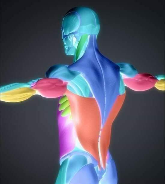 М'язові системи muscular-system99.jpg