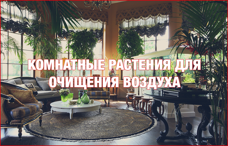 Растения как очистители воздуха Растения как очистители воздуха