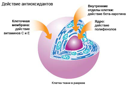 Антиоксиданты в продуктах питания