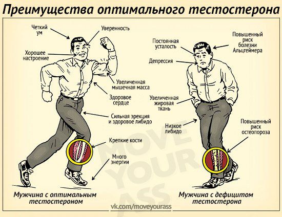 Главный мужской гормон Тестостерон