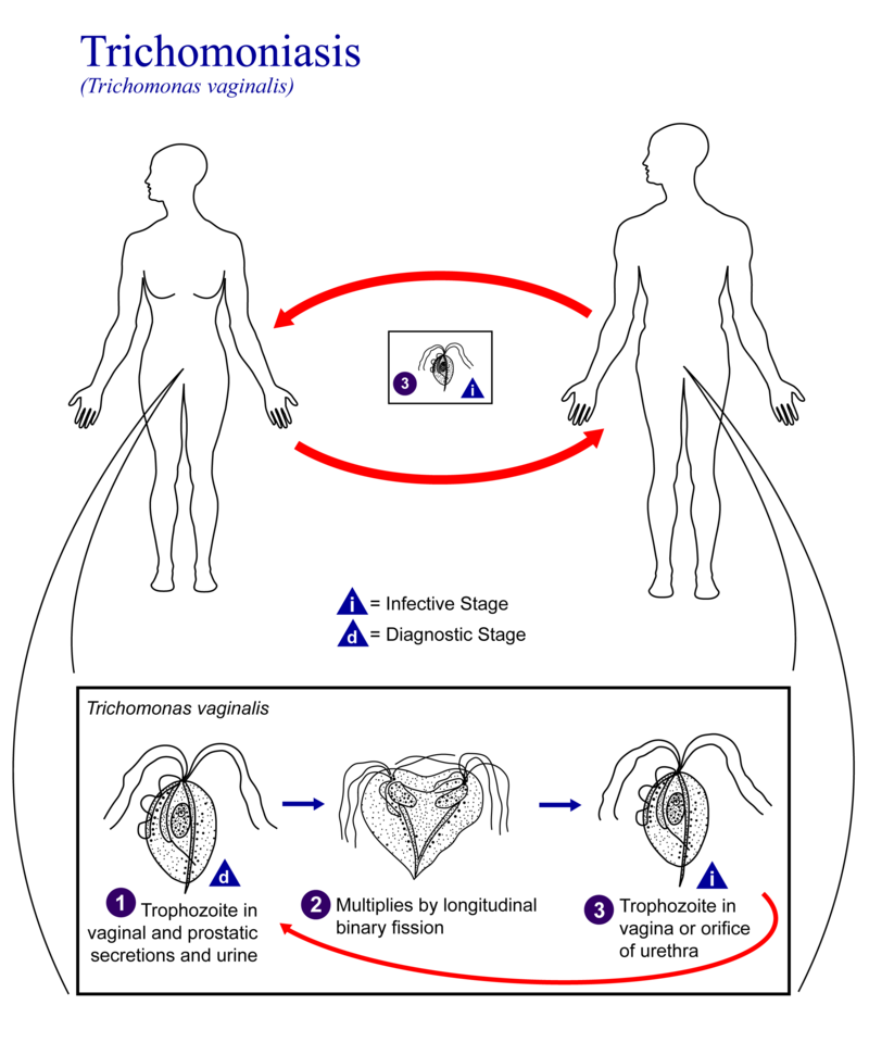 Trichomoniasis 01