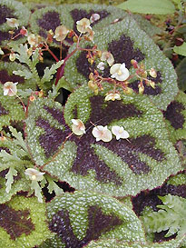 Бегония массонская Begonia masoniana