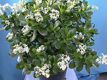 Толстянка серебристая Crassula argentea