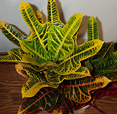 Кротон Croton Oakleaf