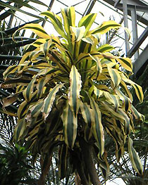 Драцена душистая Dracaena fragrans