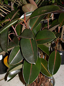 Фикус каучуконосный Ficus elastica