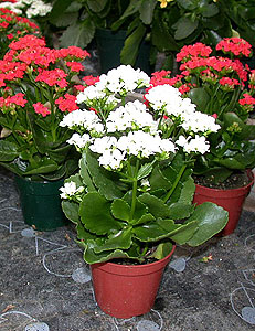 Каланхоэ Блосфельда Kalanchoe blossfeldiana