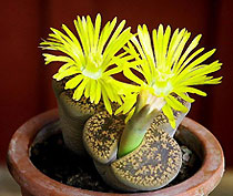 Литопс ложнообрубленный Lithops pseudotruncatella