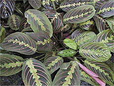 Маранта трехцветная Maranta leuconeura var erythroneura