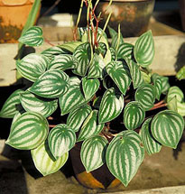 Пеперомия серебристая Peperomia argyreia