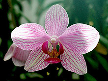 Фаленопсис гибридный Phalenopsis hybr