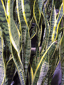 Сансевиерия трехполосая Sansevieria trifasciata