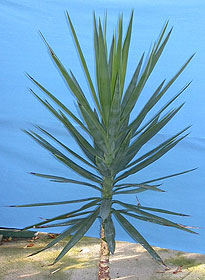 Юкка слоновая Yucca elephantipes