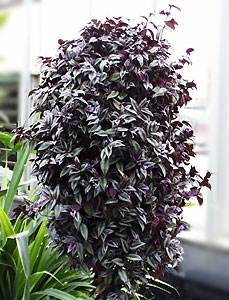 Зебрина Zebrina pendula