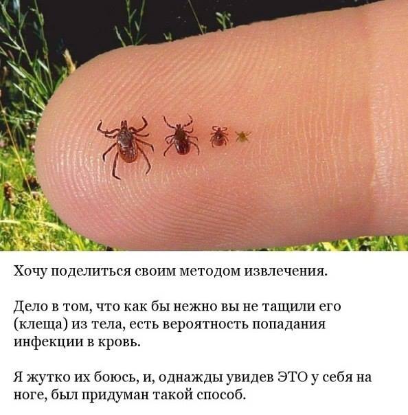 Что делать при укусе клеща - Один из способов вытащить клеща Что делать при укусе клеща - Один из способов вытащить клеща